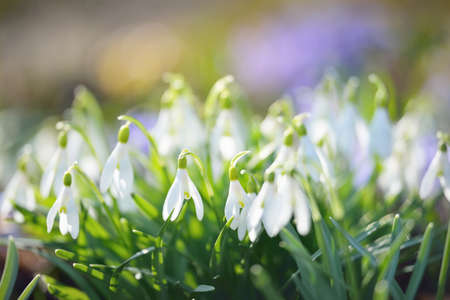 Blooming crocus and snowdrops flowers in a park, close-up. Early spring. Europe. Symbol of peace and joy, Easter concept. Landscaping, gardening, ecotourism, environment. Art, macrophotography, bokehの写真素材