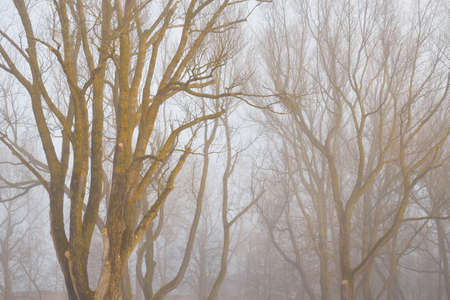 Mighty deciduous beech trees in a thick fog. Dark tree silhouettes. Public city park, forest. Spring landscape. Nature, ecotourism, ecology, environmental conservation, landscapingの写真素材