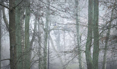 Mighty deciduous beech trees in a thick fog. Dark tree silhouettes. Public city park, forest. Spring...