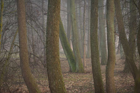Mighty deciduous beech trees in a thick fog. Dark tree silhouettes. Public city park, forest. Spring landscape. Nature, ecotourism, ecology, environmental conservation, landscapingの写真素材