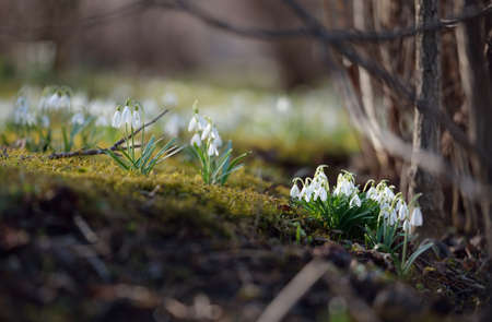 Blooming galanthus (snowdrops) flowers in a park. Early spring. Purity, peace, joy, Easter theme. Landscaping, gardening, ecotourism, environmental conservation. Art, macrophotography. Floral patternの写真素材