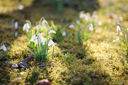 Blooming galanthus (snowdrops) flowers in a park. Early spring. Purity, peace, joy, Easter theme....