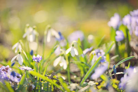 Blooming crocus and snowdrops flowers in a park, close-up. Early spring. Europe. Symbol of peace and...