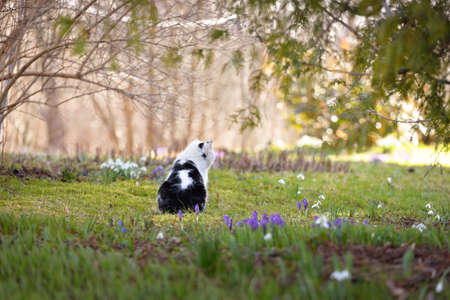 Cute black and white cat sitting on a green lawn in a city park. Crocus and snowdrops flowers. Early spring in Europe. Nature, environmental conservation, gardening, pets, pet care, domestic animalsの写真素材