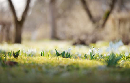 Blooming galanthus (snowdrops) flowers in a park. Early spring. Purity, peace, joy, Easter theme. Nature, landscaping, gardening, environmental conservation. Sunshine, golden hour, soft sunlightの写真素材