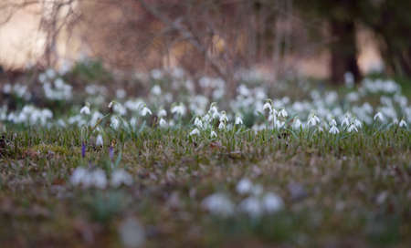 Blooming forest meadow, white Galanthus (snowdrops) flowers close-up. Early spring in Europe....