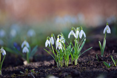Blooming forest meadow, white Galanthus (snowdrops) flowers close-up. Early spring in Europe....
