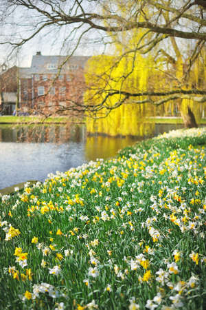 Blooming white yellow daffodils (Narcissus). City park. Plantsoenpark, Leiden, Netherlands. Spring. Landscape design, gardening, plants, floristics. Easter, holidays, happiness, joy, peace conceptsの写真素材