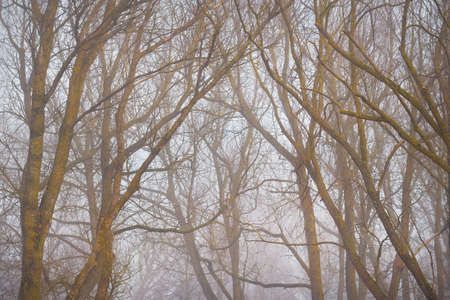 Mighty deciduous beech trees in a thick fog. Dark tree silhouettes. Public city park, forest. Spring landscape. Nature, ecotourism, ecology, environmental conservation, landscapingの写真素材