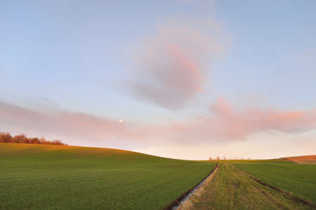 Green plowed agricultural field (hills) at sunset. Lonely trees, forest in the background. Clear blue sky, glowing pink clouds, full moon, moonrise. Idyllic landscape, rural scene. Nature, environmentの写真素材