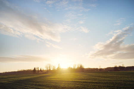 Green plowed agricultural field (hills) at sunset. Lonely trees, forest in the background. Clear blue sky, glowing pink clouds, soft sunlight. Idyllic landscape, rural scene. Nature, environmentの写真素材
