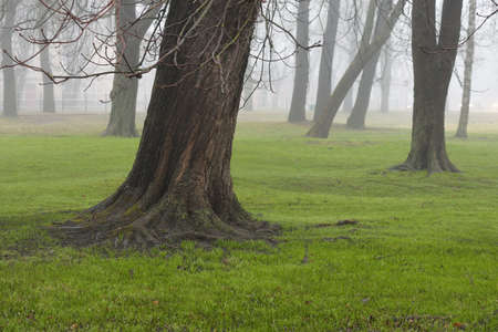 Overcast day in a forest park. Autumn colors, fog, mist. Mighty trees, dry plants, green grass,...