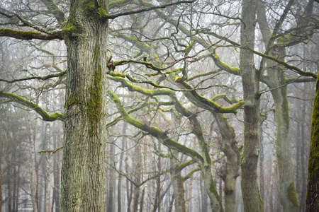 Overcast day in a forest park. Autumn colors, fog, mist. Mighty trees, dry plants, green grass, moss, golden leaves. Early spring. Dark atmospheric landscape. Nature, environmental conservationの写真素材