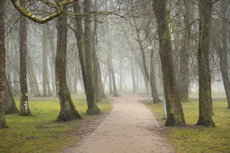 Alley in a forest park. Street lanterns close-up. Autumn colors, fog, mist. Mighty trees, dry plants, moss, golden leaves. Early spring. Dark atmospheric landscape. Nature, environment. Panoramic viewの写真素材