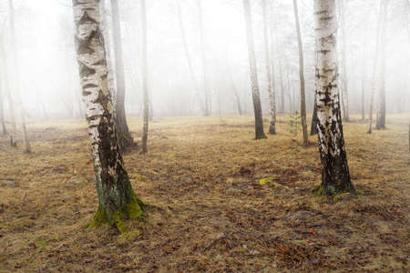 Pathway through the forest park in a fog. Deciduous birch trees. Golden leaves on the ground. Overcast day. Early spring. Idyllic landscape. Nature, seasons, weather, environment, ecologyの写真素材