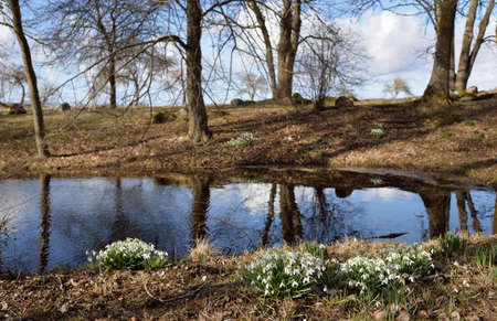 White galanthus (snowdrops) flowers in a forest park. Trees, river, blue sky, reflections on water. Symbol of purity, peace, joy. Early spring. Nature, environmental conservation. Idyllic landscapeの写真素材