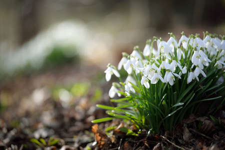 White galanthus (snowdrops) flowers on a blooming meadow in a forest park. Symbol of purity, peace, joy, beginning of spring, Easter. Nature, environmental conservation. Macrophotography, bokehの写真素材