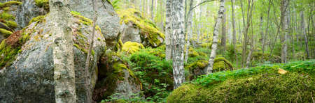 Granite rocks and canyons in Finland, natural textures. Evergreen forest. Soft sunlight. Picturesque panoramic view. Atmospheric landscape. Pure nature, ecology, environmental conservation, ecotourismの写真素材
