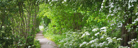 Pathway through the forest park. Blooming wild garlic (Allium ursinum). Stochemhoeve, Leiden, Netherlands. Picturesque panoramic spring scene. Travel destinations, ecotourism, ecology, nature, seasonsの写真素材