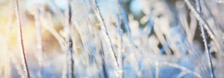 Forest floor of dry plants in a hoarfrost, close-up. Morning fog. Sunny winter day. Golden light. Seasons, climate, ecology, botany. Natural white background. Macrophotography, copy space, panoramaの写真素材