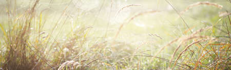 Country field in a fog at sunrise. Plants close-up. Soft sunlight, golden hour. Idyllic rural scene. Texture, background, wallpaper. Panoramic image, copy space, graphic resources. Nature, environmentの写真素材