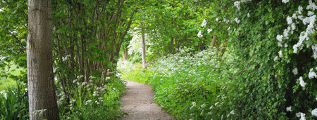 Pathway through the forest park. Blooming wild garlic (Allium ursinum). Stochemhoeve, Leiden, Netherlands. Picturesque panoramic spring scene. Travel destinations, ecotourism, ecology, nature, seasonsの写真素材