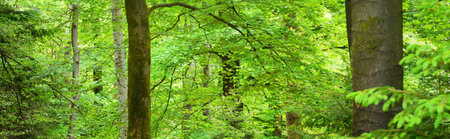 Veluwe national park, the Netherlands. Mighty deciduous beech trees, tree trunks, green leaves....