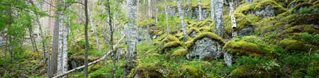 Granite rocks and canyons in Finland, natural textures. Evergreen forest. Soft sunlight. Picturesque...