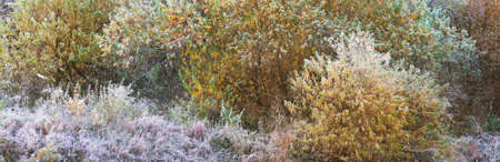 Picturesque panoramic view of an autumn forest. Green, red and golden leaves. Trees covered with hoarfrost and first snow. Early winter. Atmospheric landscape. Ecotourism, nature, environment, seasonsの写真素材
