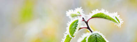 Frozen plants and young trees covered with rime, colorful red, green, yellow, golden leaves....