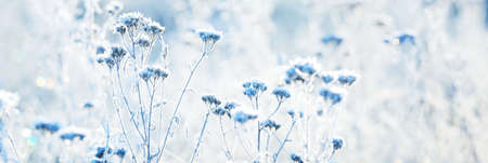 Forest floor of dry plants in a hoarfrost, close-up. Morning fog. Sunny winter day. Seasons, climate...