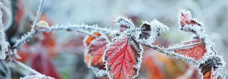 Frozen plants and young trees covered with rime, colorful red, green, yellow, golden leaves....