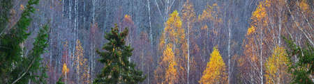 Panoramic view of birch trees and plants covered with hoarfrost. colorful red, orange, yellow,...