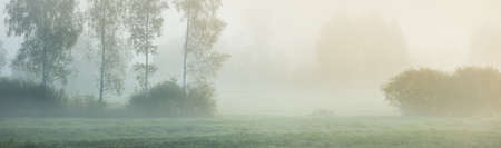 Forest meadow at sunrise. Pure morning sunlight, sunbeams, fog, haze. Tree silhouettes. Picturesque panoramic scenery. Atmospheric dreamlike landscape. Nature, environmental conservation, ecologyの写真素材