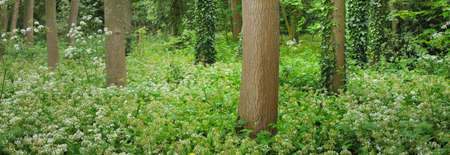 Stochemhoeve forest park in Leiden, the Netherlands. Green deciduous trees, plants. Picturesque...