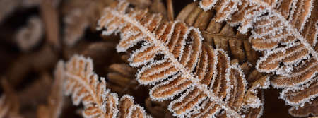 Close-up of brown fern leaves, crystal clear hoarfrost. Texture, background, wallpaper, graphic resources. Dark golden, bronze shades. First snow, climate change, winter, nature. Concept artの写真素材