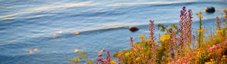 Aerial view of the blooming meadow near the Baltic sea shore at sunset, Paldiski. Colorful wildflowers close-up. Summer vacations in Estonia. Idyllic landscape. Nature, ecotourism, travel destinationsの写真素材