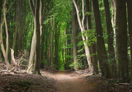 Pathway (natural tunnel) in Veluwe national park, Netherlands. Mighty deciduous beech trees, roots, carpet of golden autumn leaves. Spring forest. Picturesque panoramic scenery. Nature, environmentの写真素材