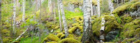 Granite rocks and canyons in Finland, natural textures. Evergreen forest. Soft sunlight. Picturesque...