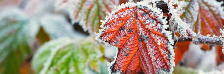 Frozen plants and young trees covered with rime, colorful red, green, yellow, golden leaves. Botanical pattern, texture, background. Nature, autumn, early winter. Panoramic image, macro photographyの写真素材