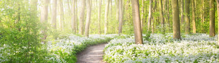 Pathway through the forest park. Blooming wild garlic (Allium ursinum). Stochemhoeve, Leiden, Netherlands. Picturesque panoramic spring scene. Travel destinations, ecotourism, ecology, nature, seasonsの写真素材