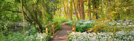 Pathway through the forest park. Blooming wild garlic (Allium ursinum). Stochemhoeve, Leiden, Netherlands. Picturesque panoramic spring scene. Travel destinations, ecotourism, ecology, nature, seasonsの写真素材