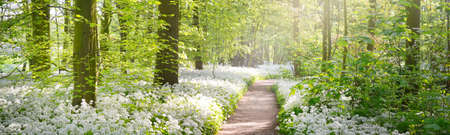 Pathway through the forest park. Blooming wild garlic (Allium ursinum). Stochemhoeve, Leiden, Netherlands. Picturesque panoramic spring scene. Travel destinations, ecotourism, ecology, nature, seasonsの写真素材