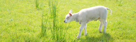 Cute lamb grazing on the green field. Little baby sheep. Leiden, Netherlands. Rural scene. Domestic animals, pet care, farm, food industry, alternative production, countryside livingの写真素材
