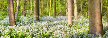 Pathway through the forest park. Blooming wild garlic (Allium ursinum). Stochemhoeve, Leiden,...