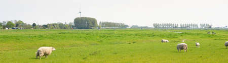 Cute sheep family grazing on the green field. Leiden, Netherlands. Rural scene. Wind turbine in the background. Domestic animals, pet care, farm, food industry, alternative production, power in natureの写真素材
