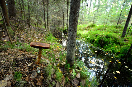 mushroom in forest