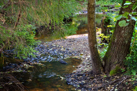 forest river sceneの写真素材