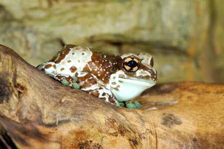 colorful brown frog sitting in terrarium