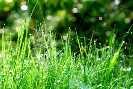 green grass close-upの写真素材